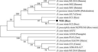 Genomic and phenotypic biology of a novel Dickeya zeae WH1 isolated from rice in China: Insights into pathogenicity and virulence factors